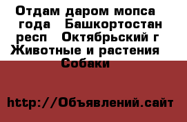Отдам даром мопса 2 года - Башкортостан респ., Октябрьский г. Животные и растения » Собаки   
